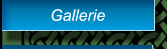 Gallerie Gallerie